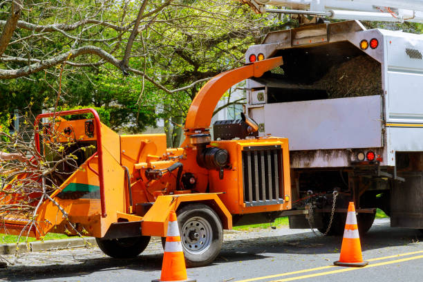 How Our Tree Care Process Works  in Neffs, OH